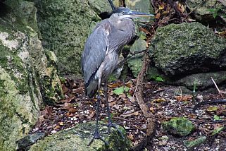 Ardea herodias - Kanadareiher (Nordamerikanischer Graureiher)